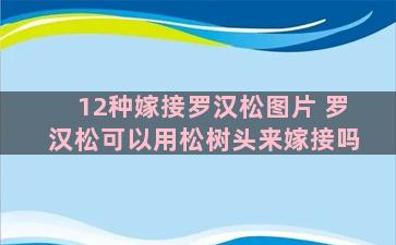 12种嫁接罗汉松图片 罗汉松可以用松树头来嫁接吗